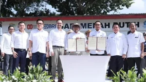 Sinergi BRI dalam Program Sapi Merah Putih Perkuat Swasembada